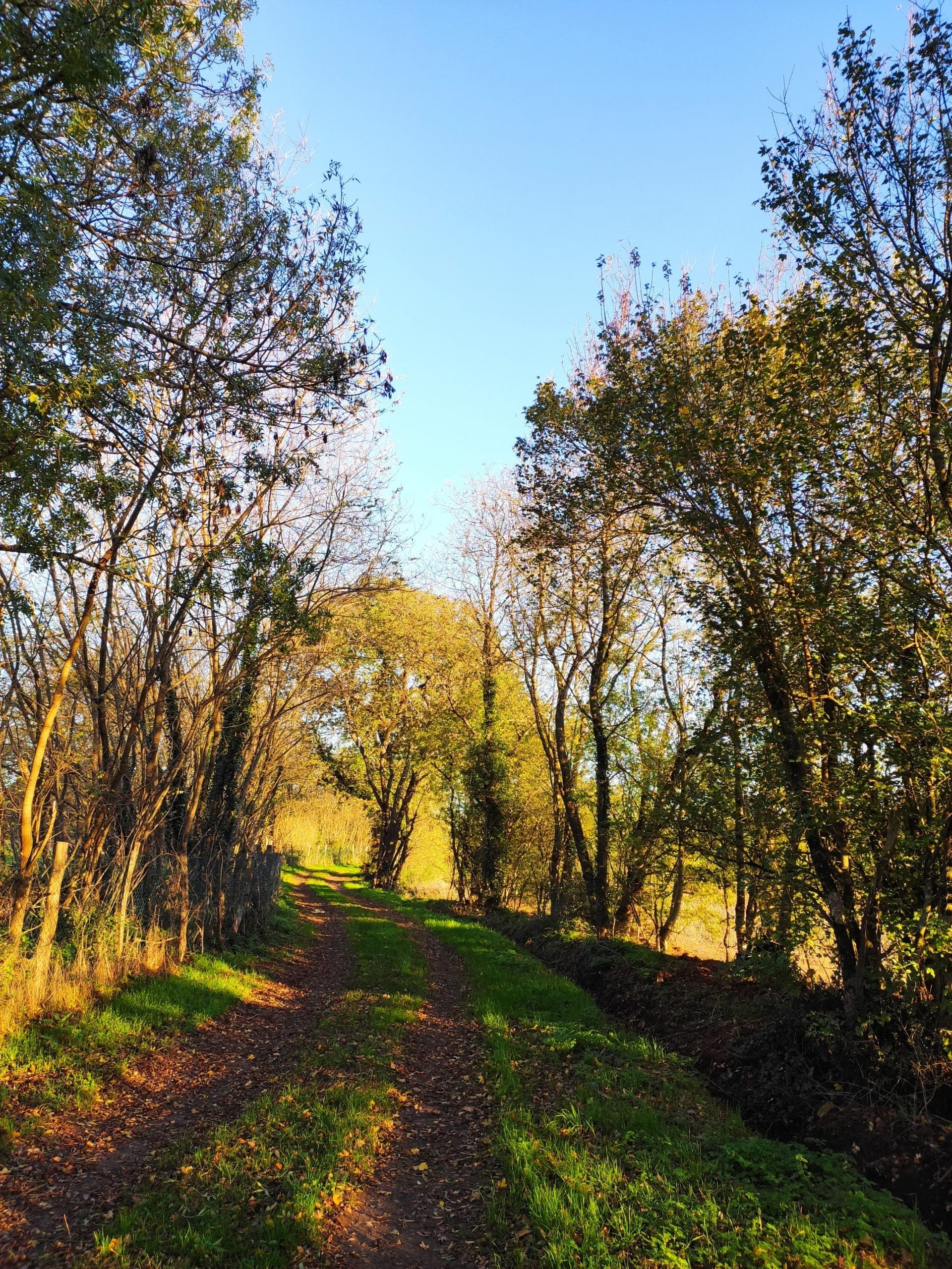 Dans ta forêt
